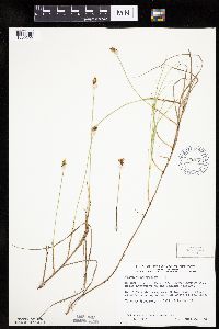 Carex chordorrhiza image