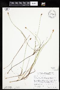 Carex chordorrhiza image