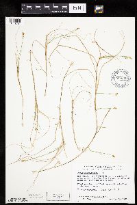 Carex chordorrhiza image
