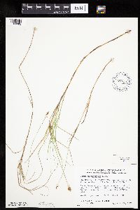 Carex chordorrhiza image