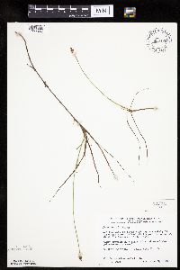 Carex chordorrhiza image
