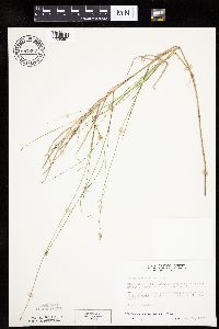 Carex chordorrhiza image