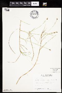 Carex chordorrhiza image