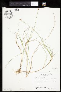 Carex chordorrhiza image