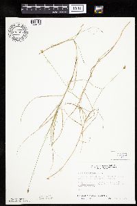 Carex chordorrhiza image
