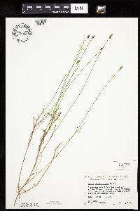 Carex chordorrhiza image