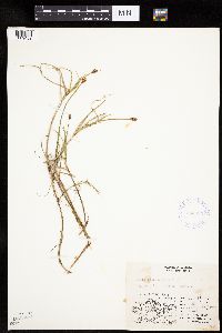 Carex chordorrhiza image