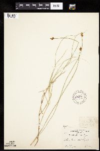 Carex chordorrhiza image
