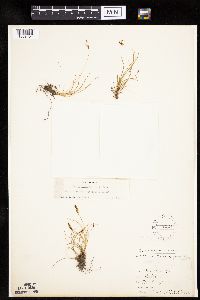 Image of Carex circinata