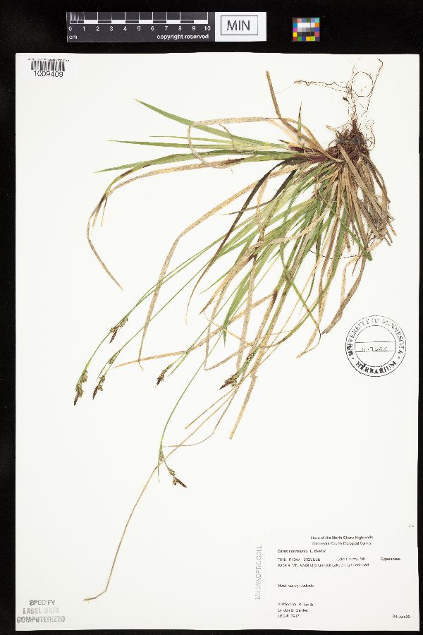 Carex communis var. communis image