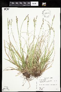 Carex communis var. communis image