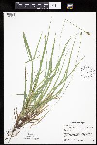 Carex communis var. communis image