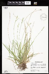 Carex communis var. communis image