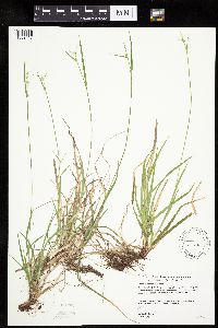 Carex communis var. communis image