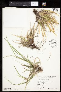 Carex communis image