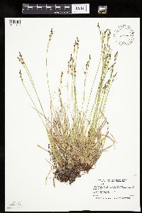 Carex communis var. communis image