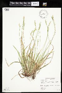 Carex communis var. communis image