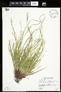 Carex communis var. communis image