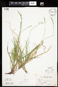 Carex communis var. communis image