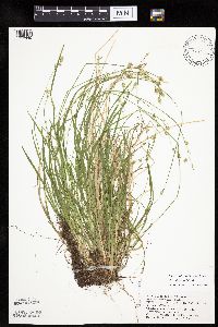 Carex deweyana var. deweyana image