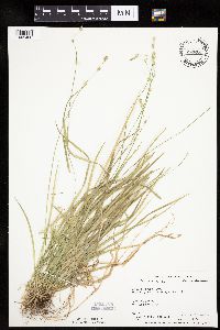 Carex deweyana var. deweyana image