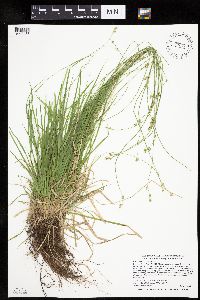 Carex deweyana var. deweyana image