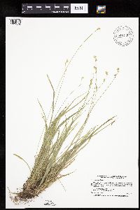 Carex deweyana var. deweyana image