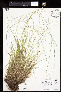 Carex deweyana var. deweyana image