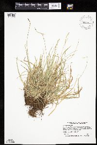 Carex deweyana var. deweyana image