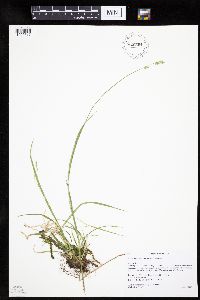 Carex deweyana var. deweyana image
