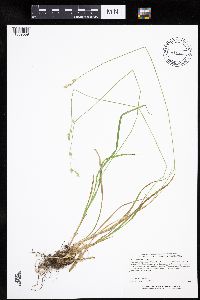 Carex deweyana var. deweyana image