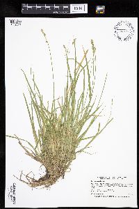 Carex deweyana var. deweyana image