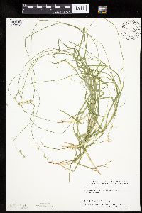 Carex deweyana var. deweyana image