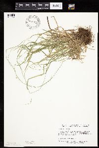 Carex deweyana var. deweyana image