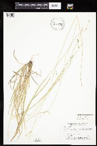 Carex deweyana var. deweyana image