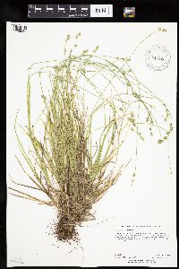 Carex deweyana var. deweyana image