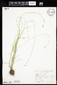 Carex deweyana var. deweyana image