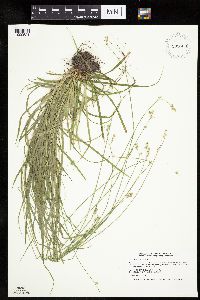 Carex deweyana var. deweyana image