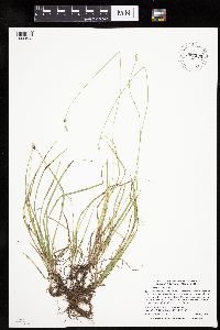 Carex deweyana var. deweyana image