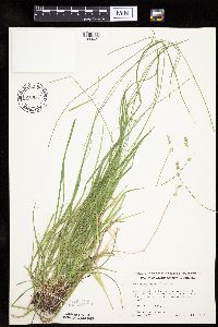 Carex deweyana var. deweyana image