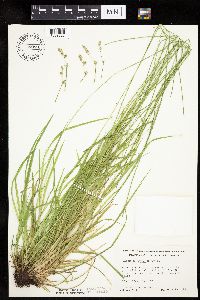 Carex deweyana var. deweyana image