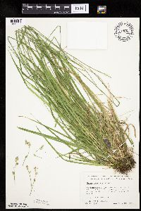 Carex deweyana var. deweyana image