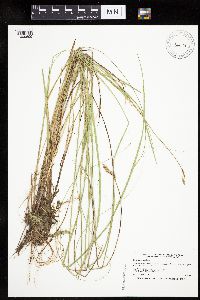 Carex diandra image