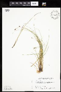Carex diandra image