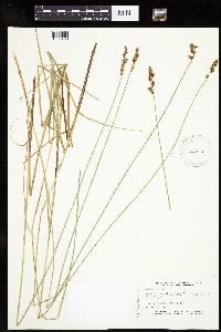 Carex diandra image