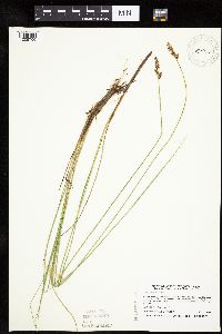 thumbnail image of current specimen