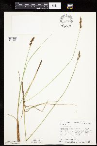 Carex diandra image