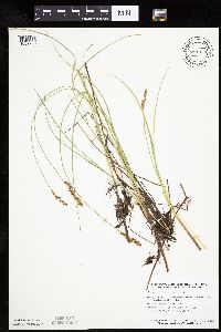 Carex diandra image