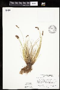 thumbnail image of current specimen
