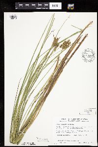 Carex diandra image
